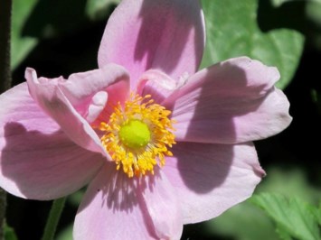 Obituary of Bernice Irene Anderson Wood