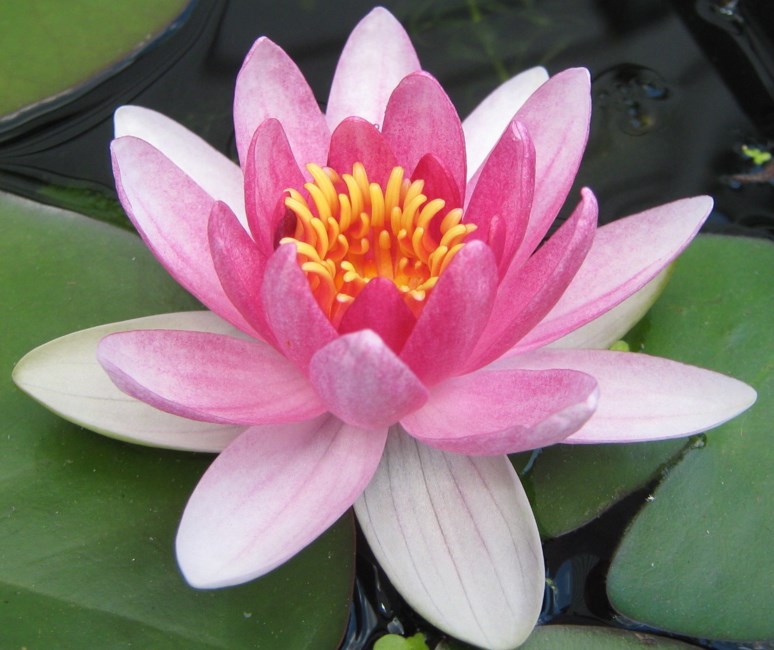 Obituary of Hui Nu Chan