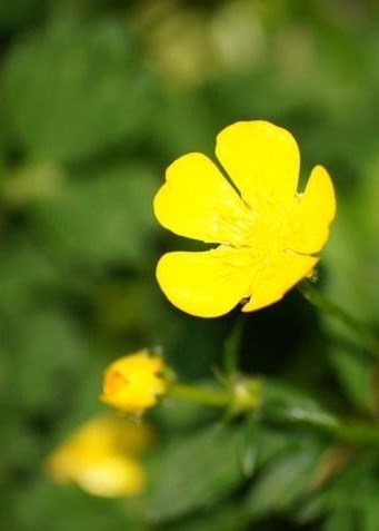 Obituary of Helen Gay Hayward