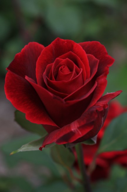 Obituario de Troy Charles Dib