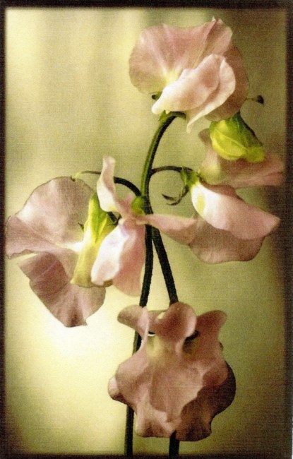 Obituary of Geraldine L Davis