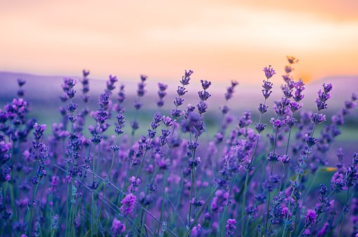 Obituary of Betty Sue Duncan