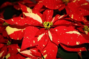 Obituary of Connie Marie Wise