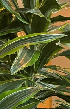 Susan Elizabeth Rau Obituary - Colleyville, TX - Share Memory