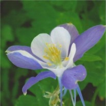 Obituary of Maria L Douglass
