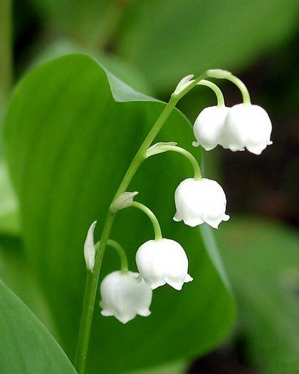 Avis de décès de Elizabeth Barbara YOUNG