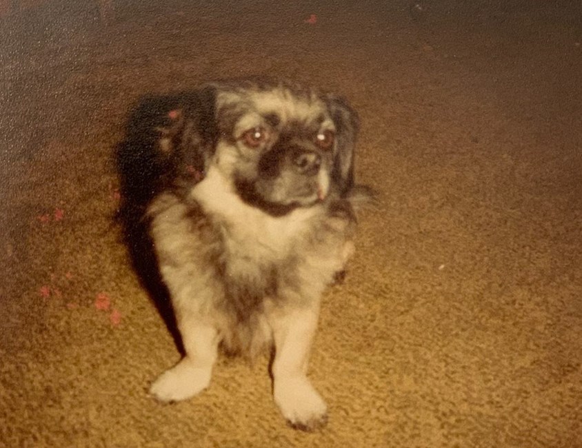 Gildo Wise Obituary Springfield Il