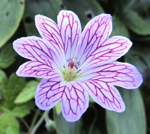 Obituary of Verna E Burns