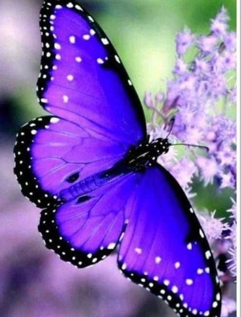 Obituary of Lynda Sue Baird Sullivan