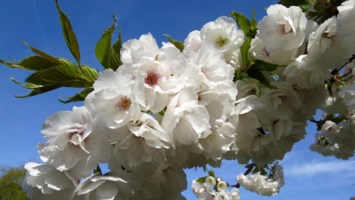 Obituary of Dolores Moran Duenas