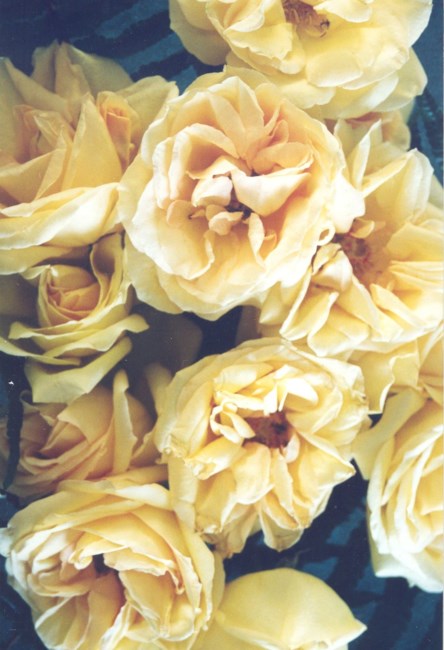 Obituary of Amelia Trinka