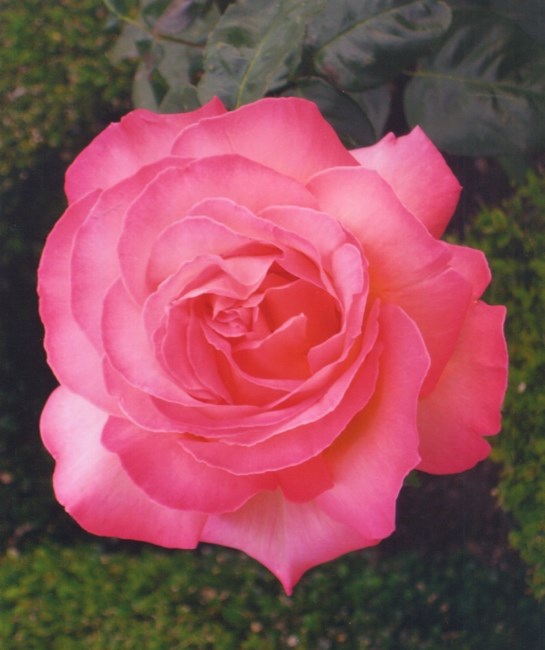 Obituary of Virginia "Ginny" P. Hale