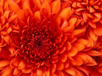 Obituary of Julia Celardo