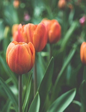 Obituary of Maria Del Rocio Banuelos