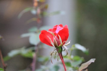 Avis de décès de Marjorie Rose Lesher