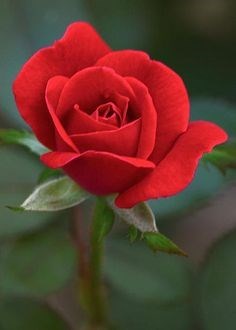 Obituary of Rosemary A. Kupper