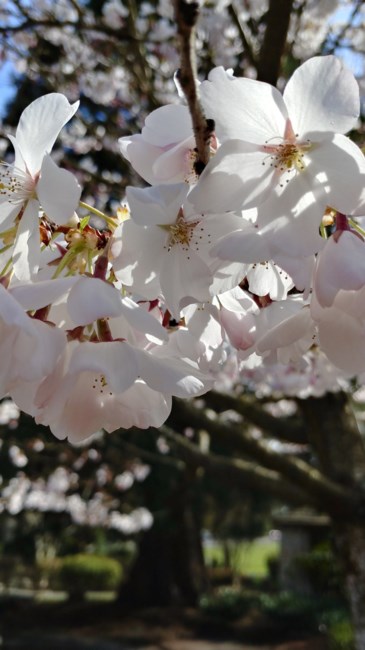 Obituario de Edna B. Rideout