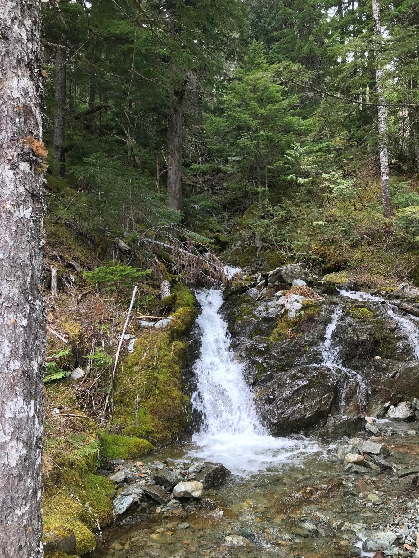 Obituary of Michael Bowser