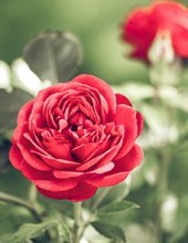 Obituary of Elizabeth Marie Marston