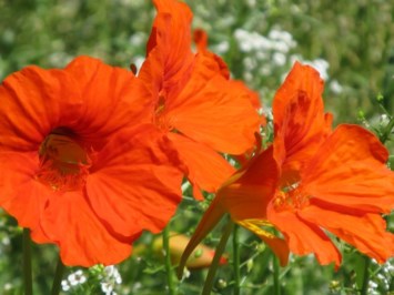 Obituary of Richard Leigh Cornell