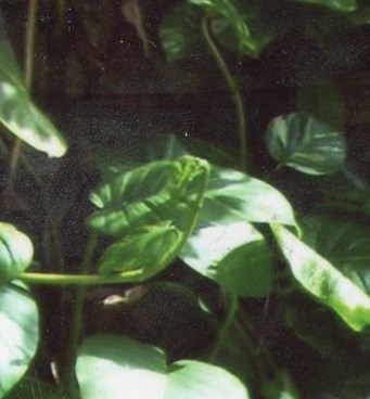 Fay Eugene Leggett Obituary - Ames, IA