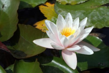 Avis de décès de David Eng