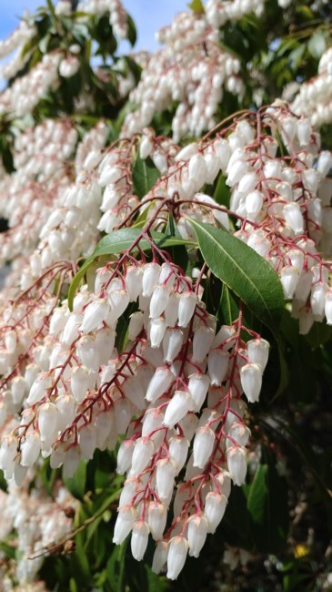 Obituary of Joseph C. Platt Jr.