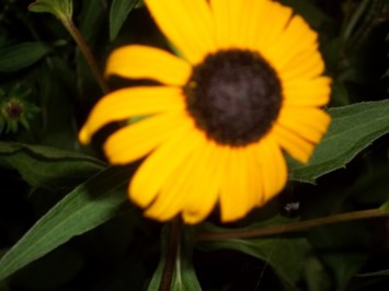 Obituary of Jeanne Labrecque