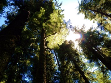 Obituary of Violet Leaves Nowaselski