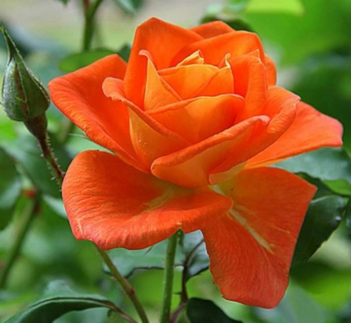 Obituary of Charlotte Ann Jennings