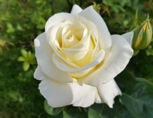 Obituary of Emma L Felix