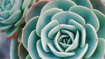 Obituary of Arlene Dawn Pittman