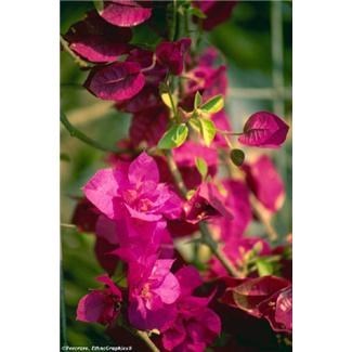 Obituary of Agnes M Barghaus