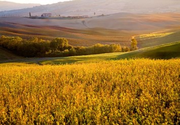 Obituary of Ronald R. Ferguson