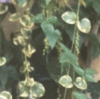 Edward Rohan Obituary - Indianapolis, IN