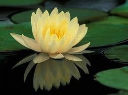 Avis de décès de David E Koehler