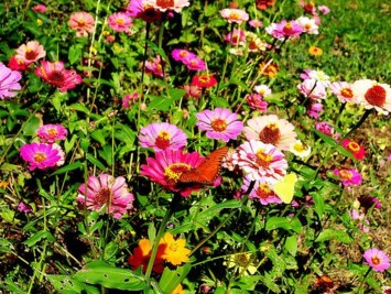 Obituary of Cynthia Howard Brown