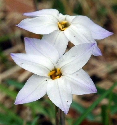 Obituary of Wanda Lou Brown