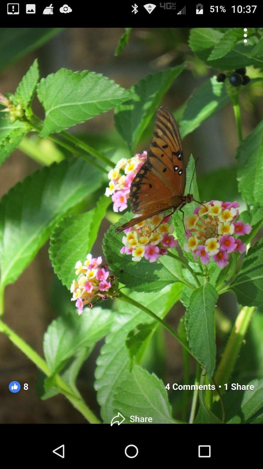 Obituary of Iris Diana Cooper