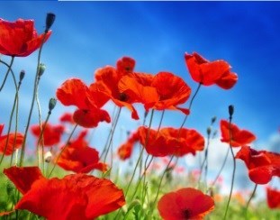 Obituary of Barbara Janyce Wallace