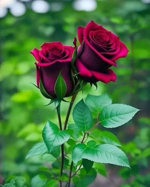 Obituary of Maureen Thornton Guenther