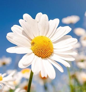 Obituary of June A. Ross