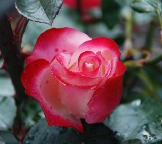 Obituary of Sarah Willhoit Peck