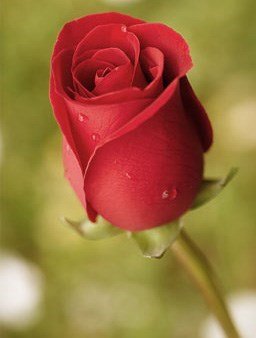 Obituary of Lillian Viola Anderson