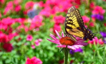 Obituario de Alice Davis