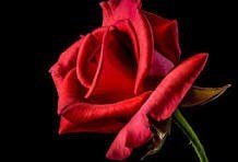 Obituary of Steve Atkins