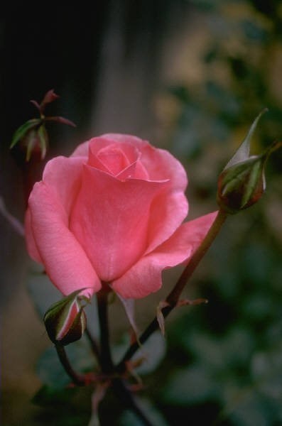 Avis de décès de Eleanor G. Kolbe