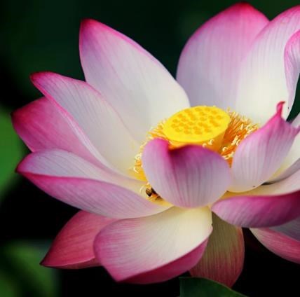 Obituary of Narasimhulu Sreeramulu Arani