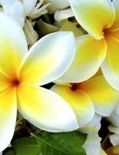 Obituary of Margaret P. Reed