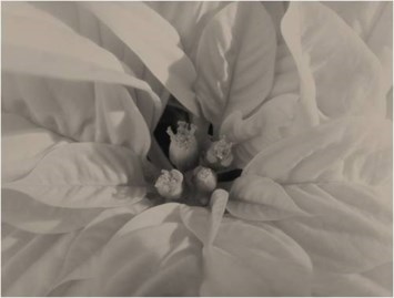 Obituary of Holiday Program